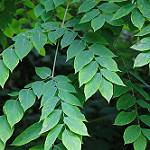 Gymnocladus dioicus — Kentucky coffeetree
