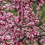 Cercis canadensis — eastern redbud