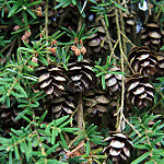 Tsuga heterophylla — western hemlock
