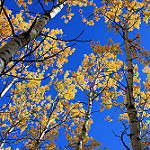 Populus tremuloides — trembling aspen