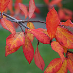 Nyssa sylvatica — black tupelo