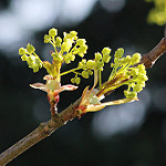 Acer platanoides — Norway maple