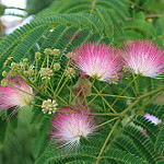Albizia julibrissin — Persian silk tree