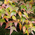 Liquidambar formosana — Formosan sweetgum